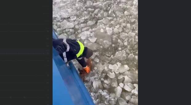 Находкинские моряки спасли пса из ледяной воды судоходного канала
