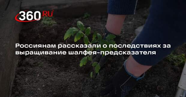 Юрист Слезкина: за выращивание шалфея-предсказателя может грозить тюрьма