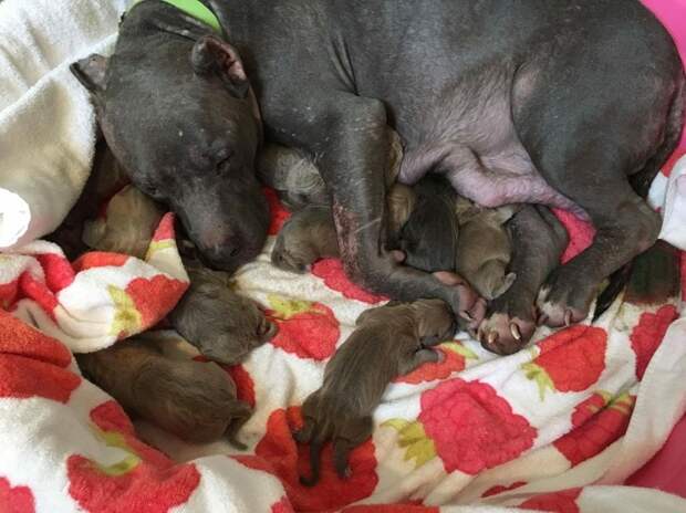 Спасение беременных собак, которые жили в подвале добро, животные, собака