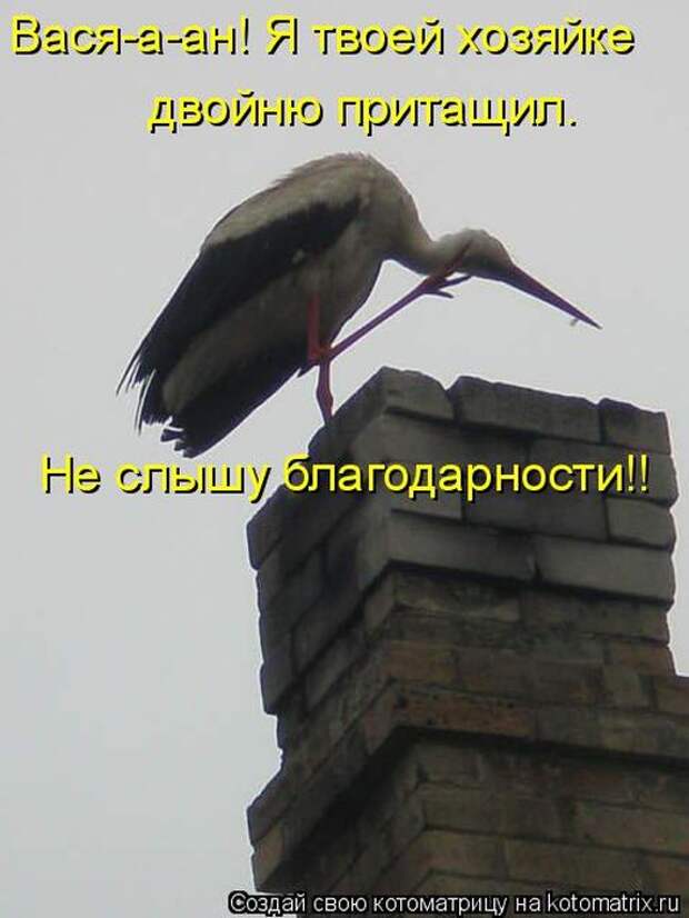 Лучшие котоматрицы недели (50 фото)