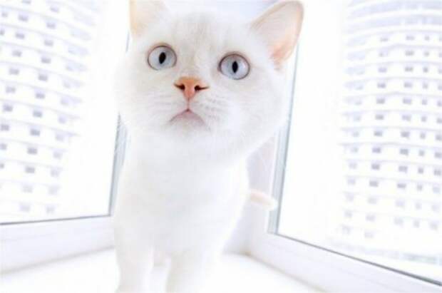Субботний котопост коты, кошки, приколы с котами., смешные коты