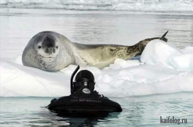 Приколы (55 фото)