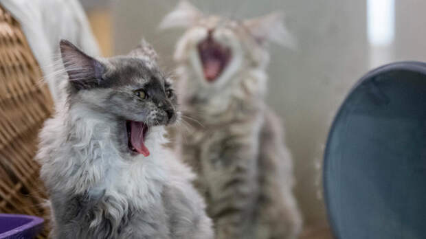 Мошенники обманули двух жительниц Карелии под предлогом продажи котят