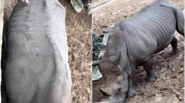 Французские туристы нацарапали свои имена на спине носорога