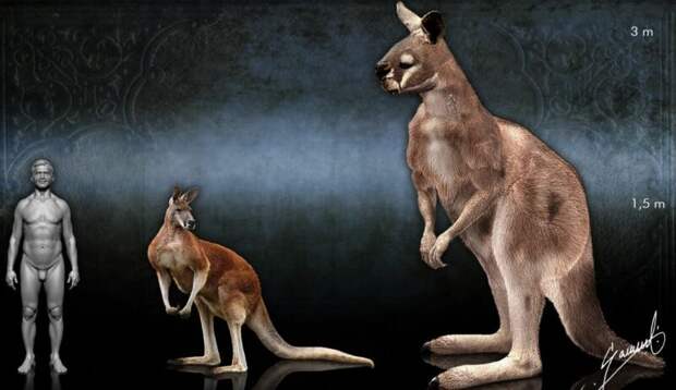 Копытный кенгуру прокоптодон – вымерший гигант Австралии