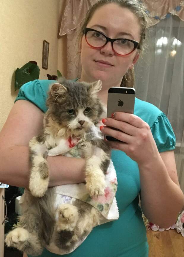 Кот, сбитый машиной, не мог сделать и движения без боли кот, кошка, сбитый кот