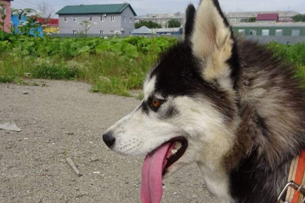 В Краснодарском крае на ребенка напала бродячая собака
