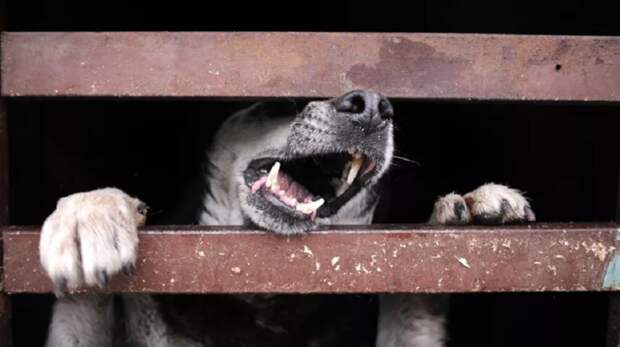 Магаданские депутаты скорректировали закон, разрешающий ликвидацию бродячих собак