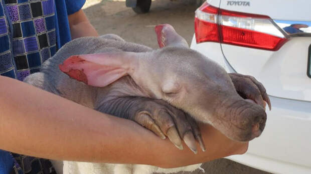 Truck Driver Checks His Tires, Finds An Orphaned Animal In Need Of Love And Care