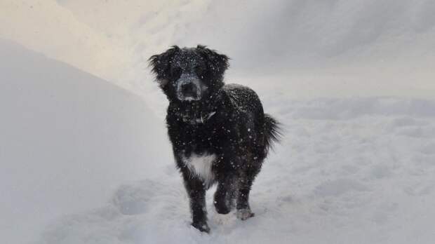 Ветеринар рекомендовал воздержаться от прогулок с маленькими собаками в -30°C