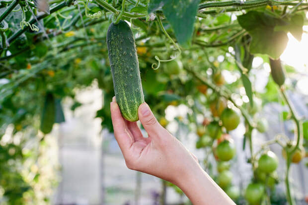 Росстат: цена огурцов в России с 17 по 24 февраля 2026 года уменьшилась на 3,8%