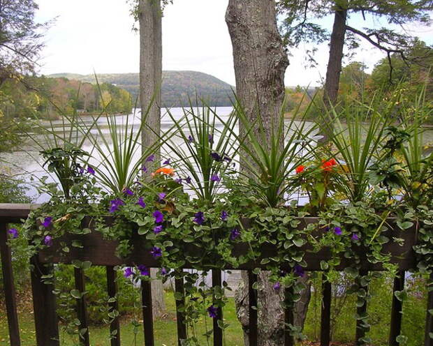 flowers-on-balcony-railing3-7.jpg