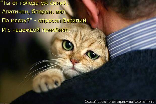 Лучшие котоматрицы недели (50 фото)