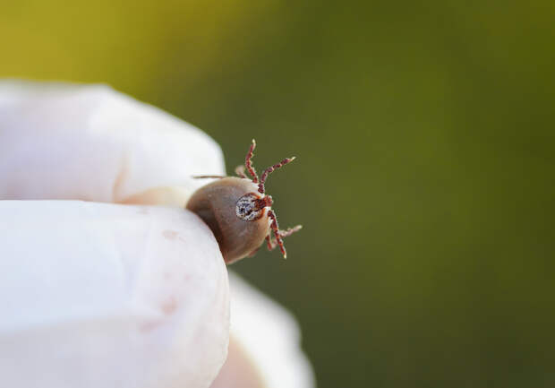 После двух одновременных укусов клещей в Омске подросток попал в реанимацию
