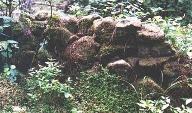 Лес Вайпуа. Фото взято с сайта: https://www.everythingselectric.com/forum/index.php?topic=312.0