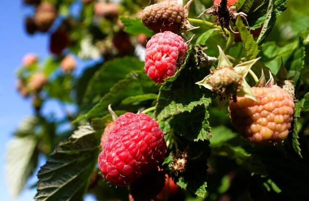 Обычная ягода оказалась связана со снижением воспаления в организме