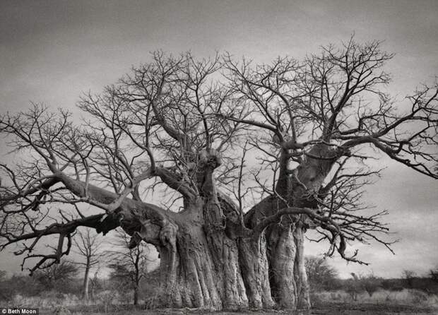 Самые старые деревья