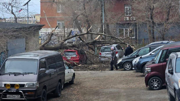 Валит заборы и деревья: непогода бушует во Владивостоке