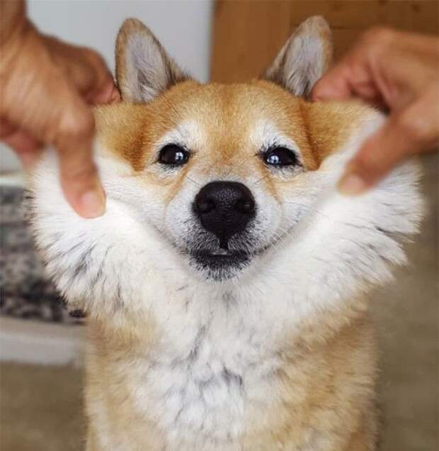 Squishy Dog Cheeks