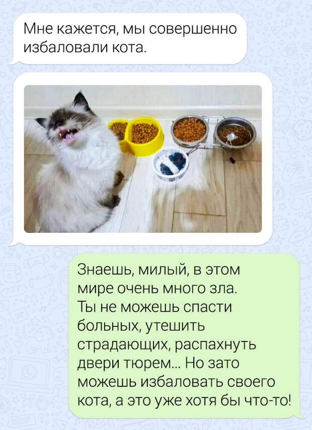 20+ ситуаций, которые показывают, что это кошки заводят нас, а не мы их