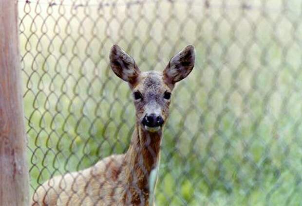 В окрестностях Сочи расплодилось столько бездомных собак, что они стали угрозой для диких животных в лесу