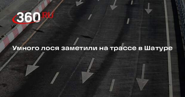 ГИБДД Подмосковья дала советы при встрече с дикими животными на трассе