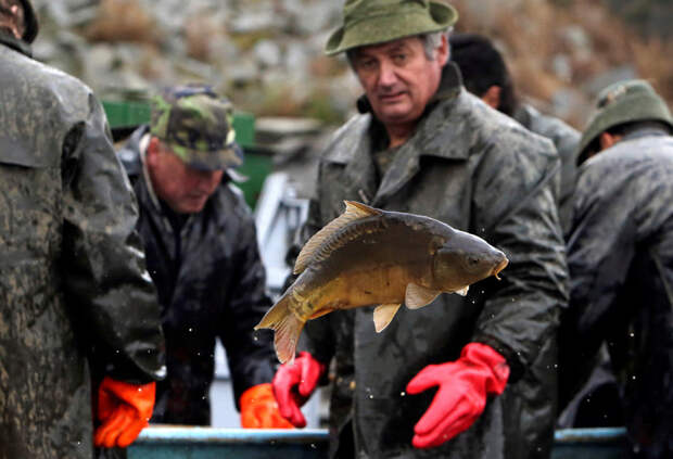Традиционная ловля карпа в Чехии рыба, рыбак, рыбалка, чехия