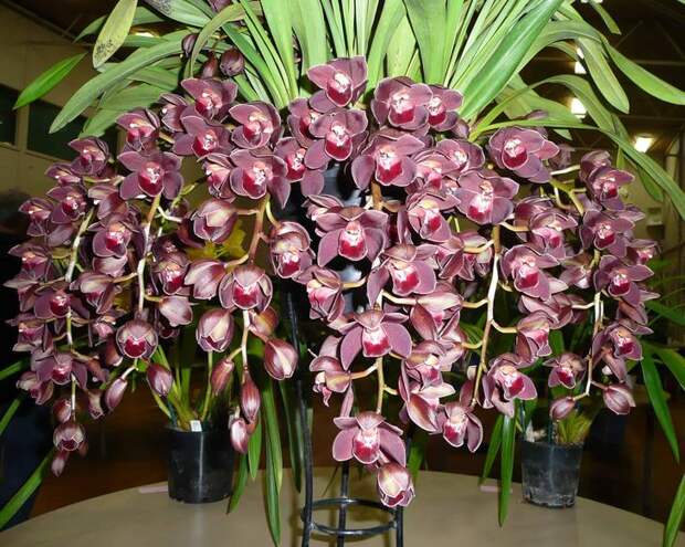 Орхидея «Цимбидиум»: уход в домашних условиях, пересадка, выбор грунта