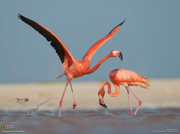 Карибские фламинго танцуют у мелкой заводи Риа-Лагартос. Эти великолепные птицы имеют большой опыт пилотирования как в стае, так и в одиночку. (Klaus Nigge/National Geographic)