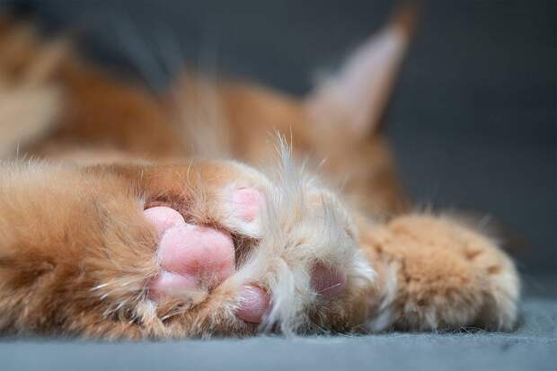 В московском дворе нашли множество мертвых кошек