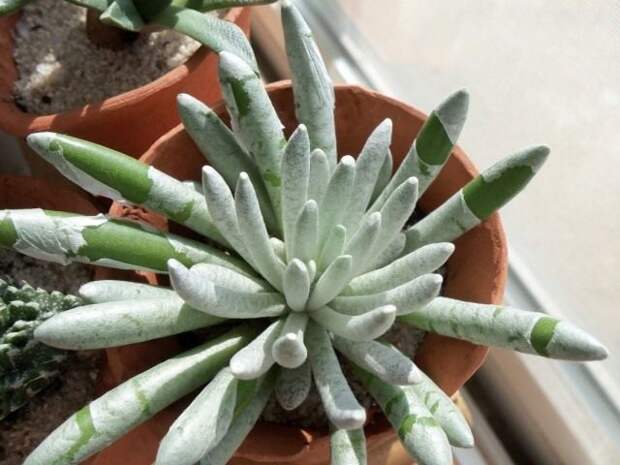 Крестовник стрелконосный (Senecio scaposus)