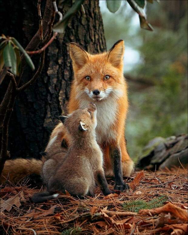 фотоприколы