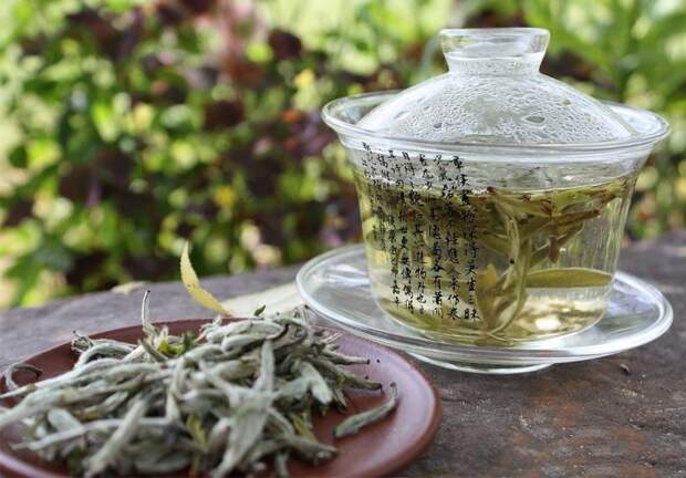 5 чудодейственных свойств белого чая, который пили ещё древние