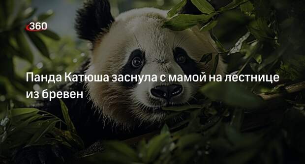 Московский зоопарк показал видео, как панда Катюша спит с мамой на лестнице