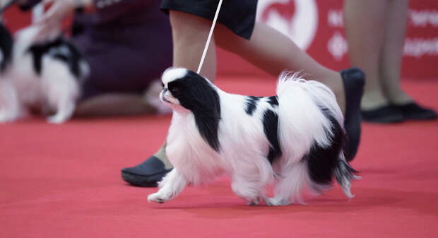 Хвостатый Олимп. Лучшая мяу и гав персона России