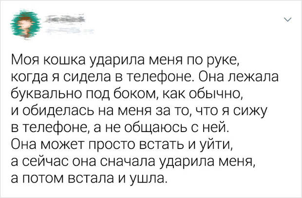 20+ ситуаций, которые показывают, что это кошки заводят нас, а не мы их