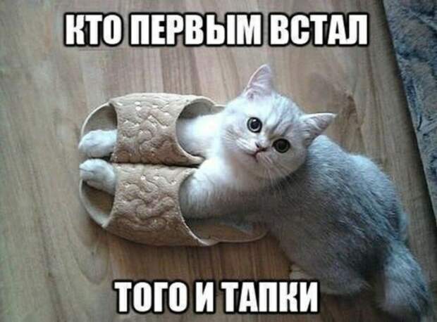 Субботний котопост коты, кошки, приколы с котами., смешные коты