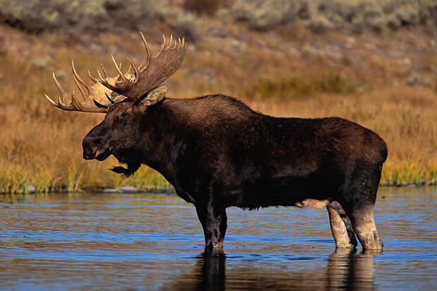 Канадский лось