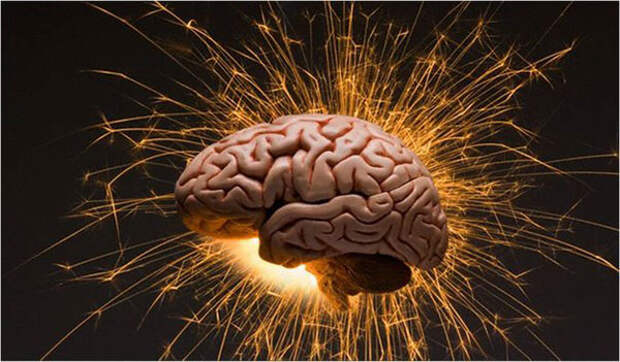 Количество извилин в мозгу никак не связано с наличием ума