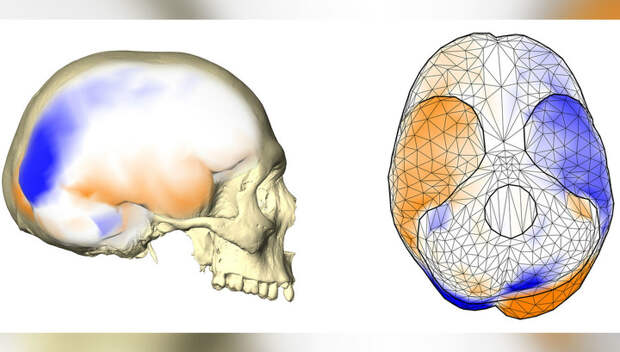 У обезьян нашли человеческую асимметрию мозга