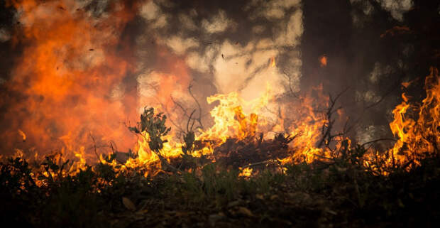 Горящая Россия: кому выгодны лесные пожары