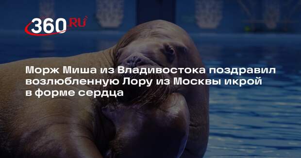 В День святого Валентина морж Миша передал подарок моржихе Лоре из Москвариума