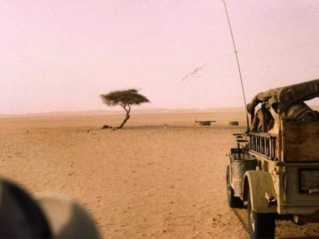 Дерево Тенере  - это одинокая акация, которая росла в пустыне Сахара бывает же такое, деревья, жизнь, интересное, растения, факты