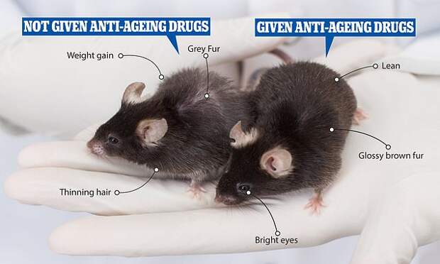 На мышах и людях испытали средство против старения и оно сработало (4 фото)