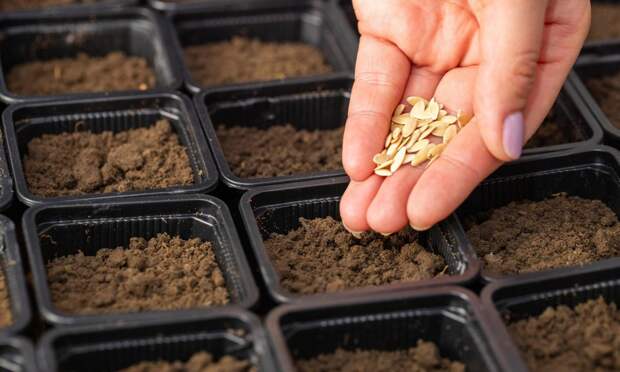 Сколько семян взять на рассаду огурцов, помидоров и перцев: точный расчет от агронома