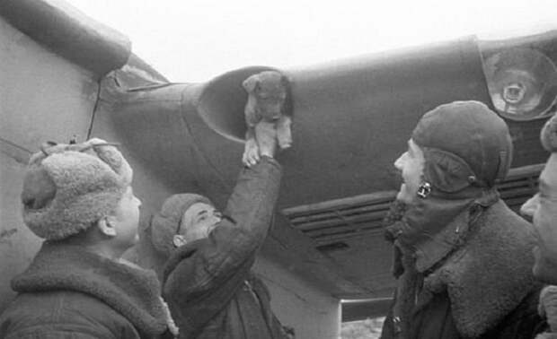 Советские летчики достают щенка, который пригрелся в воздухозаборнике крыла самолета, 1942 год.