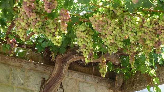 шпалеры для винограда своими руками