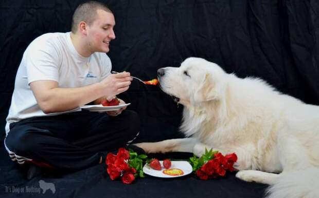 Great Pyrenees | It's Dog or Nothing