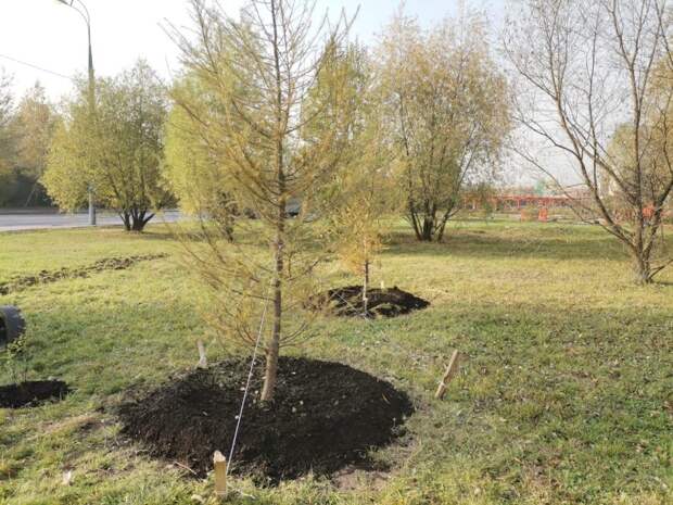 В СЗАО посадили 400 деревьев в честь новорождённых