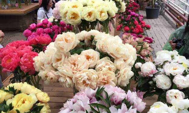 Где можно увидеть в Москве самые шикарные пионы и ирисы